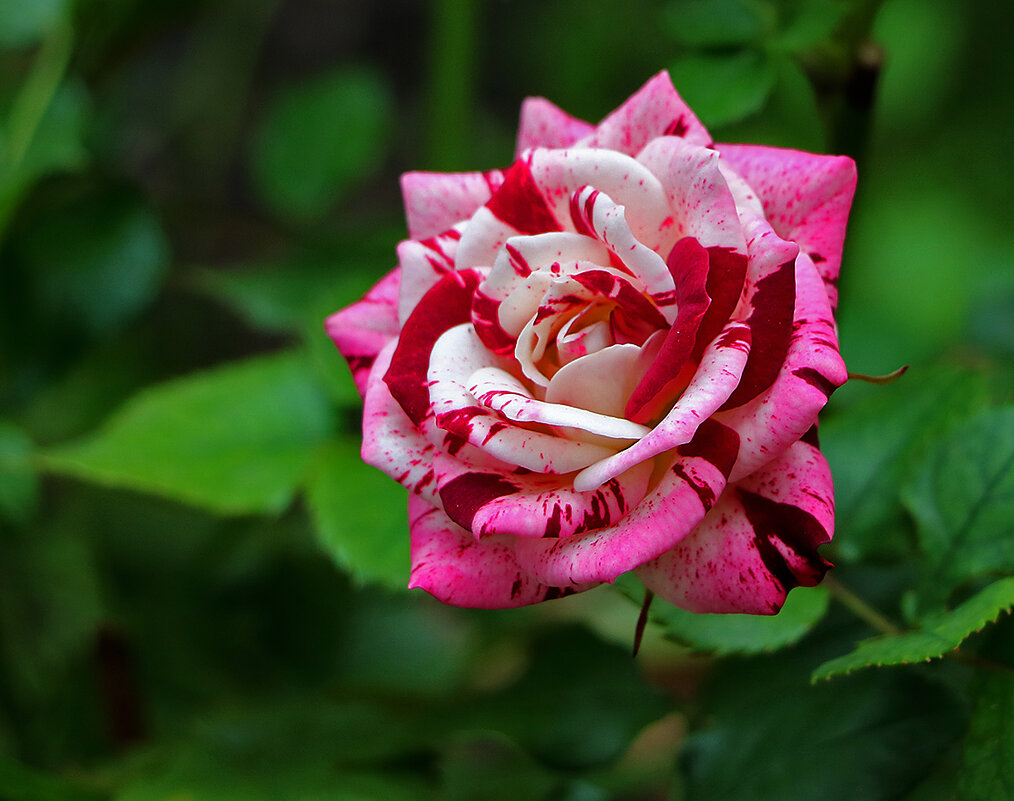 Сентябрьская Абракадабра - Светлана Сентябрьская Абракадабра - Светлана
