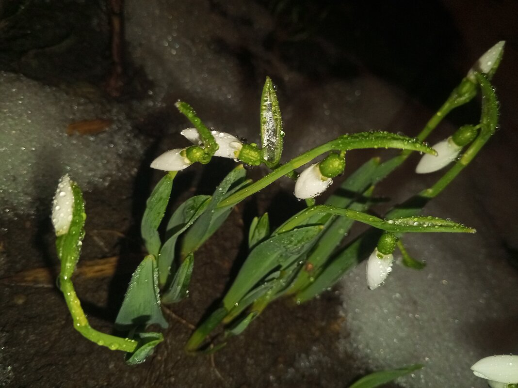 Подснежник - Сапсан 