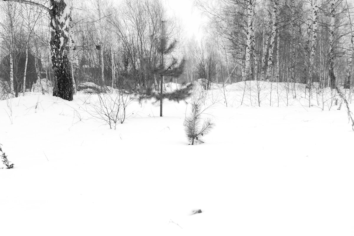 Мечты о ч/б Лейке 30. Объектив Лейка... - Михаил Елочкин