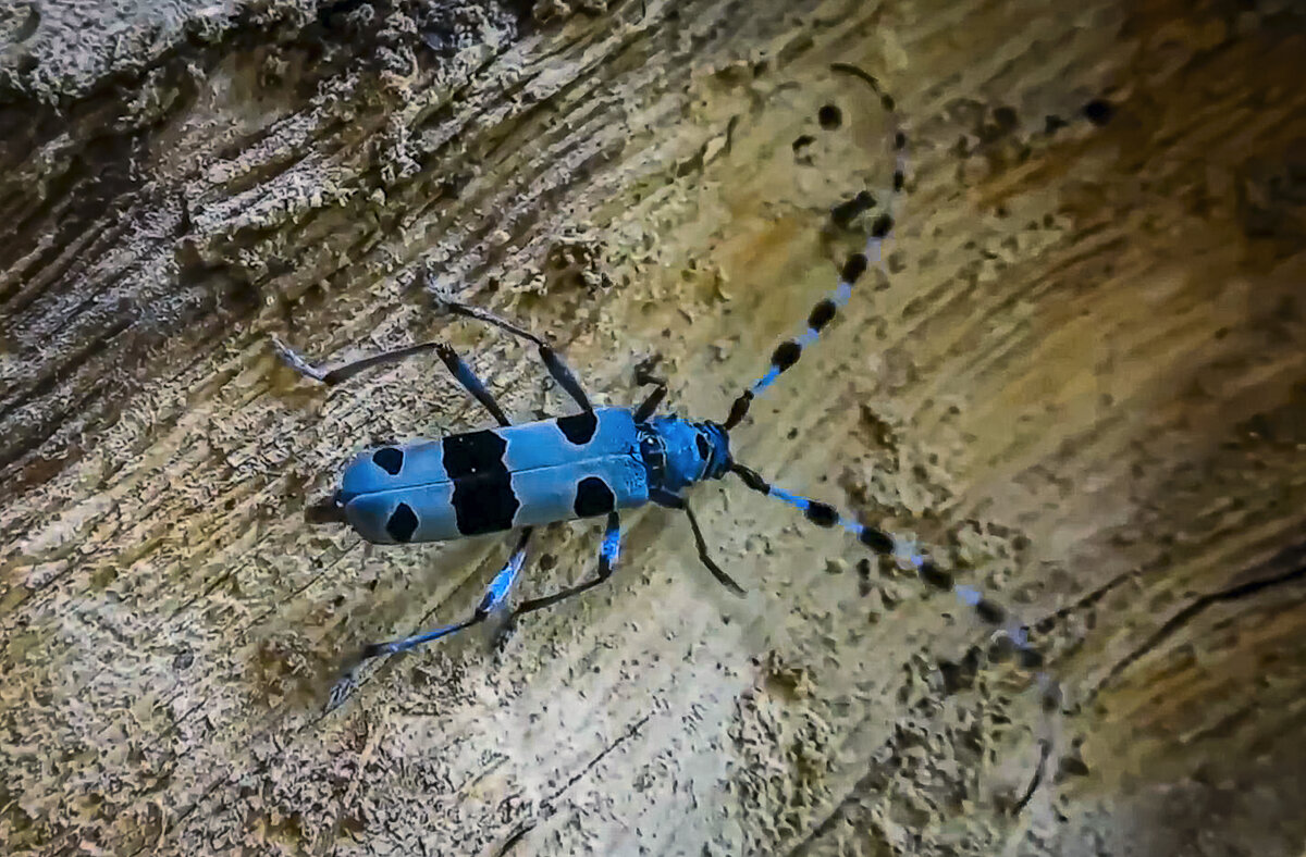Альпийский усач - Aleksey Afonin