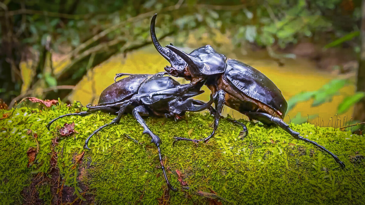 Вильчаторогий жук-носорог - Aleksey Afonin