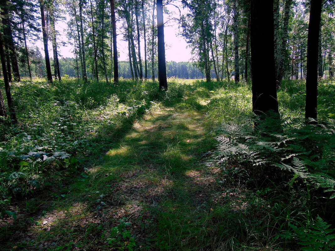 В лесной тени деревьев. - nadyasilyuk Вознюк