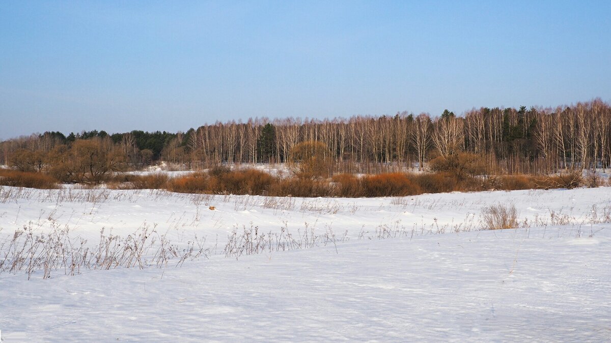 Весна в начале марта. - Милешкин Владимир Алексеевич 