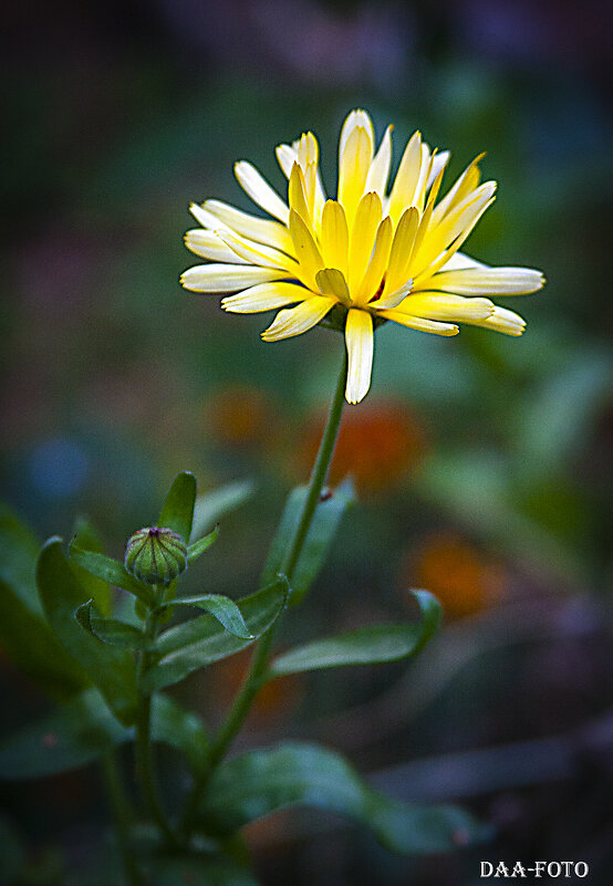 Осенняя календула. - Александр Дмитриев Осенняя календула. - Александр Дмитриев