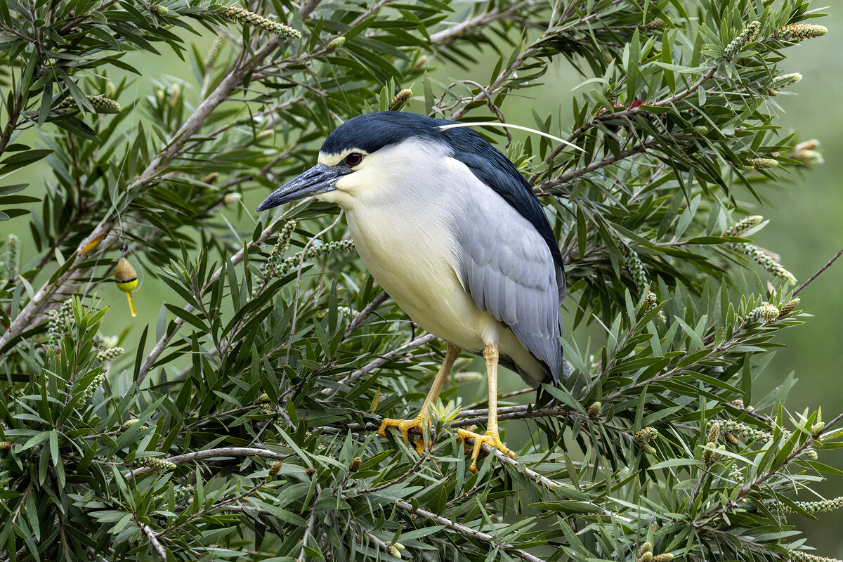 Кваква. - Alexander Amromin