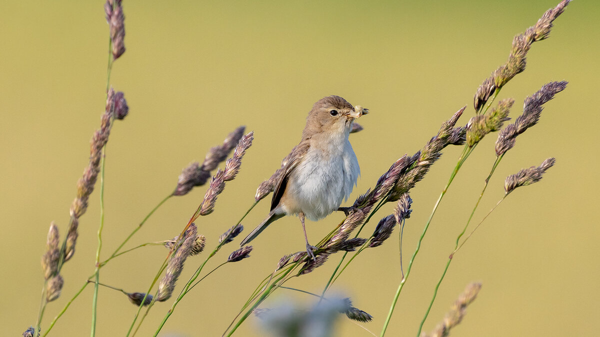 С добычей - Владимир Лазарев