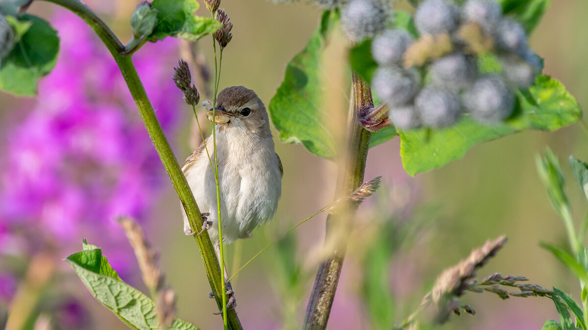 С добычей - Владимир Лазарев
