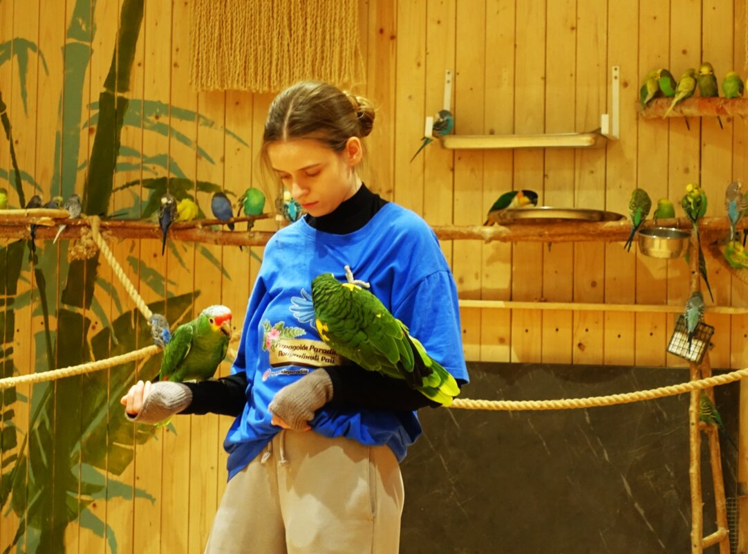 Общительные попугайчики - Aida10 Общительные попугайчики - Aida10