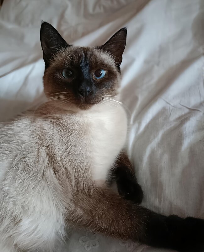 cat - Галина R...