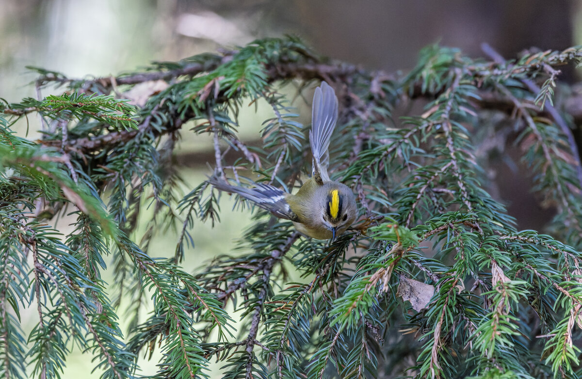 желтоголовый королек - юрий макаров желтоголовый королек - юрий макаров