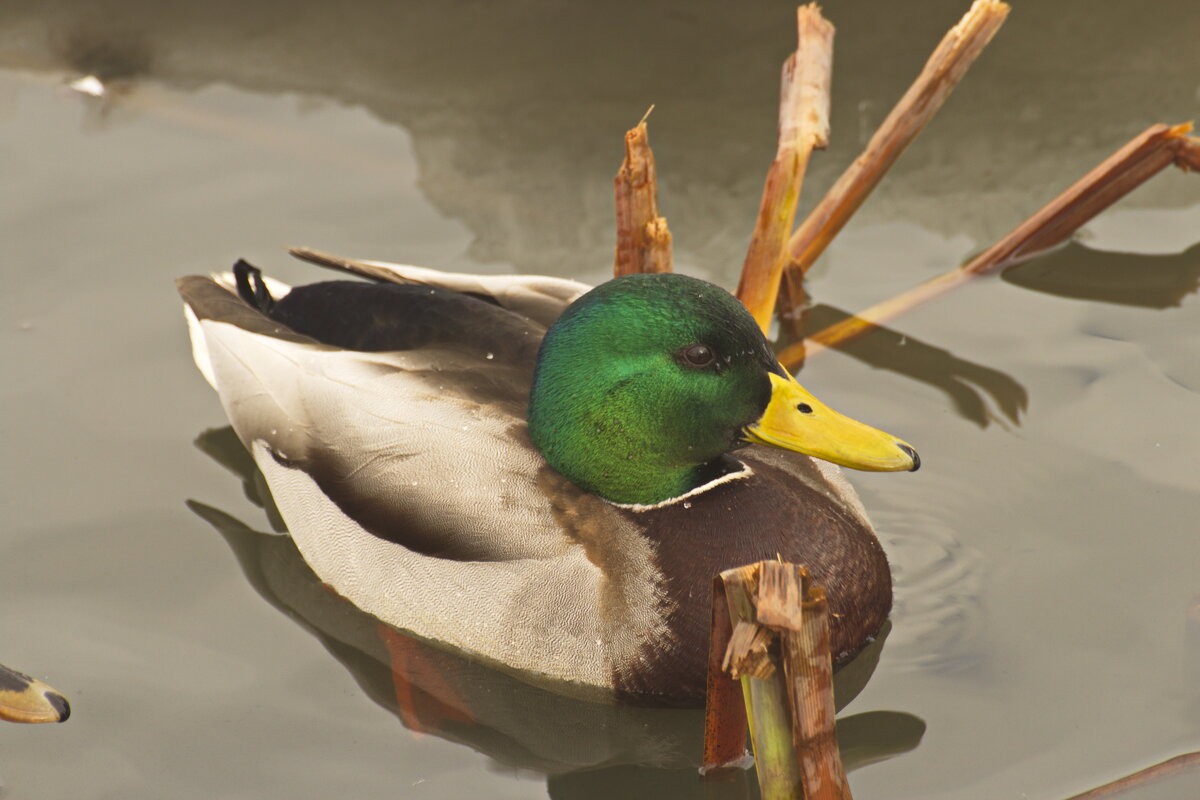 красавец - Владимир Зырянов