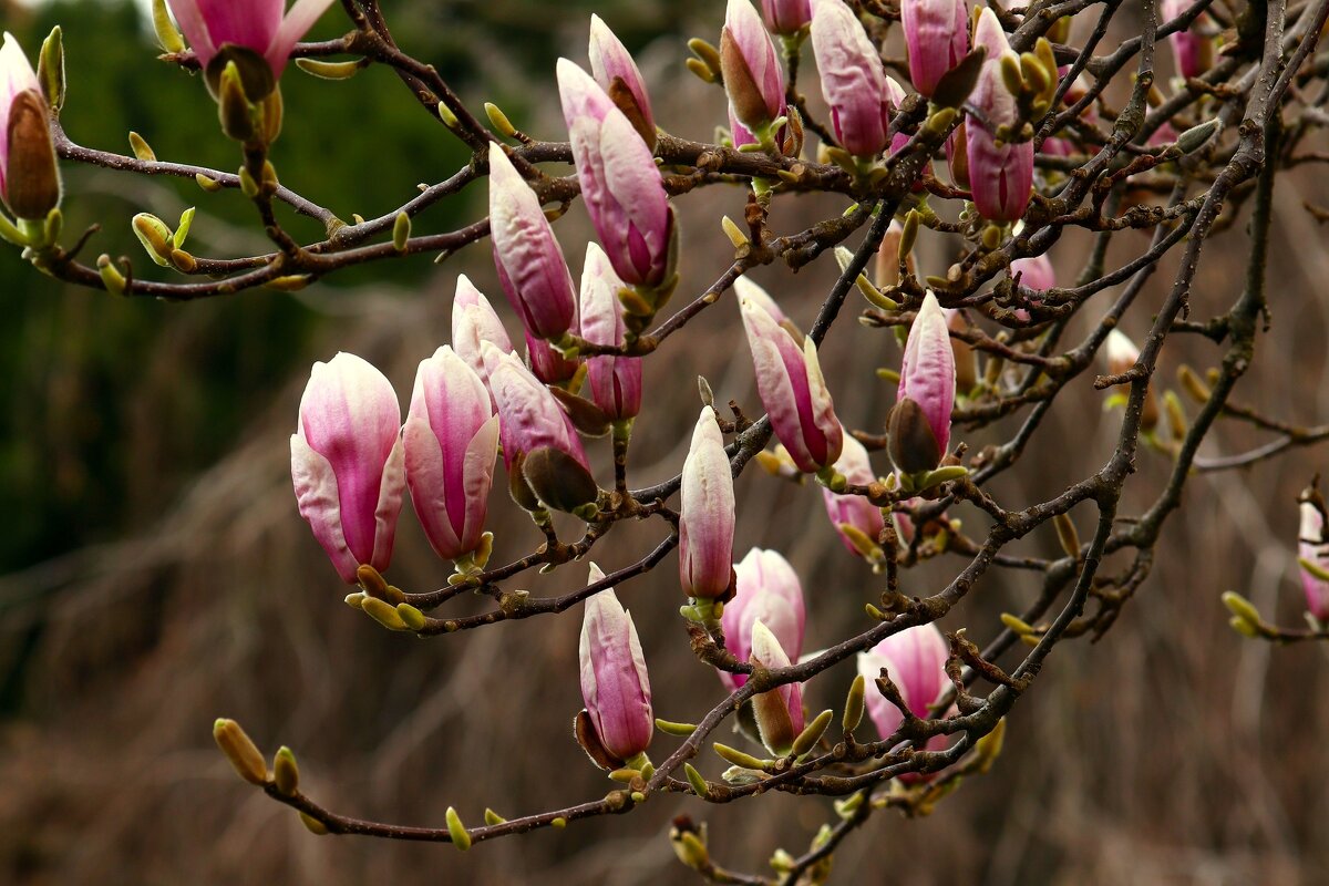 Доброе утро - Юрий. Шмаков