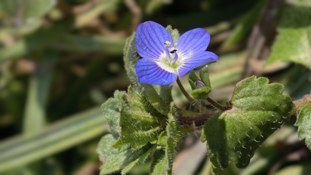 Признаки весны - Мариша 