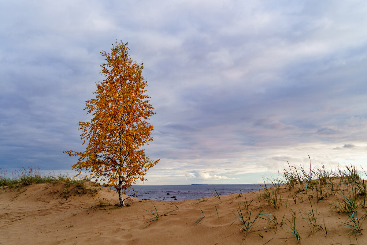 Одинокая берёза. - Владимир А.Р. Одинокая берёза. - Владимир А.Р.