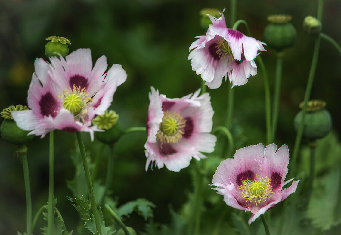 Цветение - елена беликова
