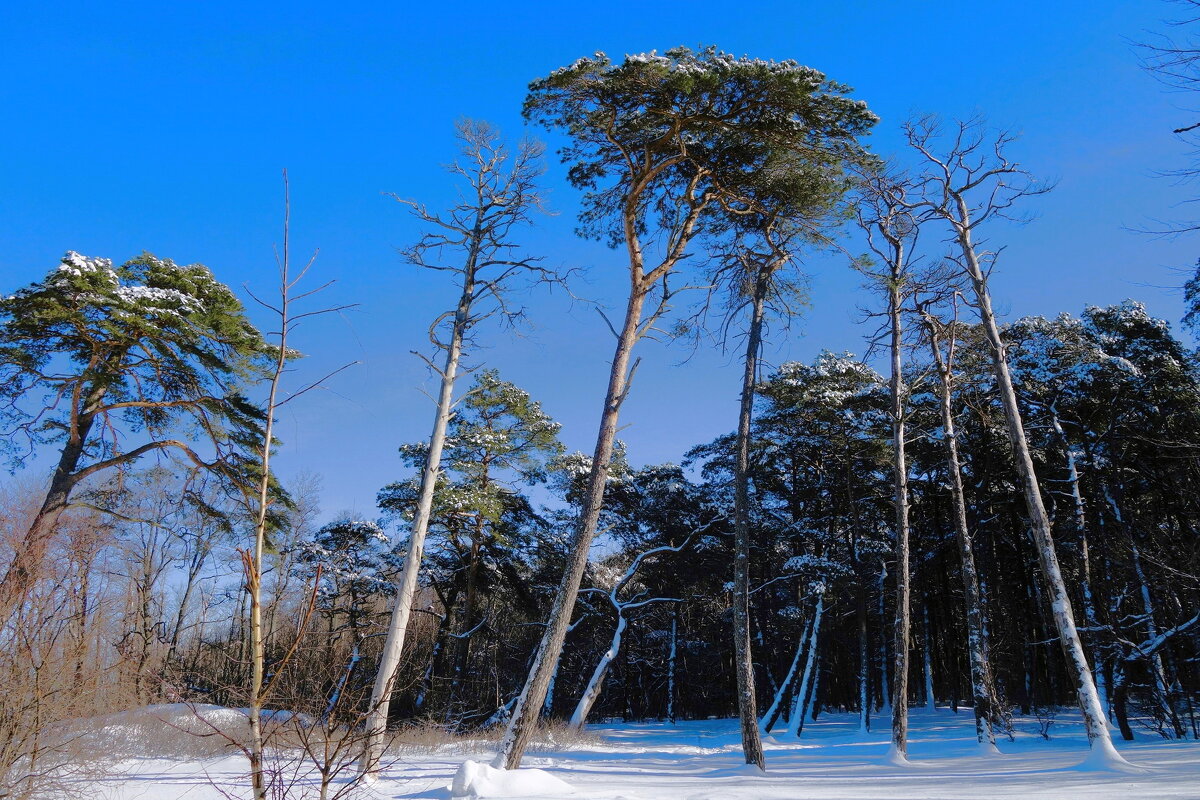 Февраль, побережье Балтийского моря, Калининградская область - Рита Симонова Февраль, побережье Балтийского моря, Калининградская область - Рита Симонова