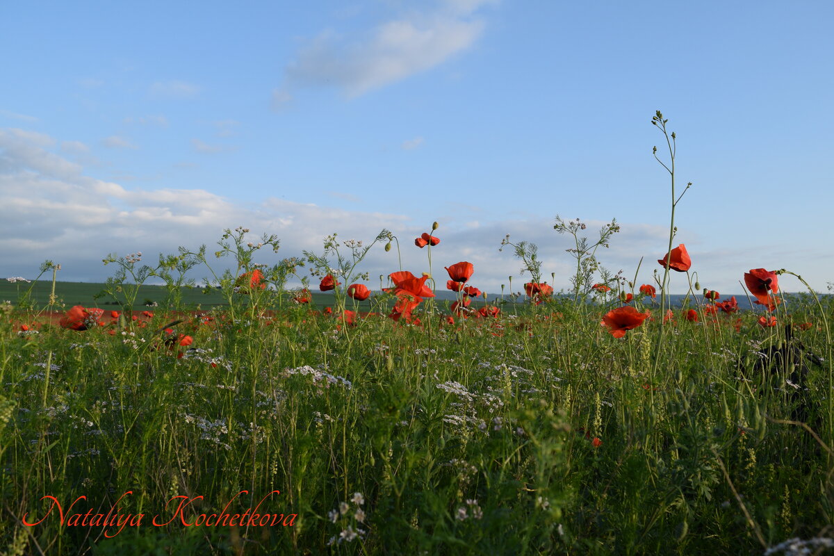 Природа Крыма - Amazing Cosmea Природа Крыма - Amazing Cosmea