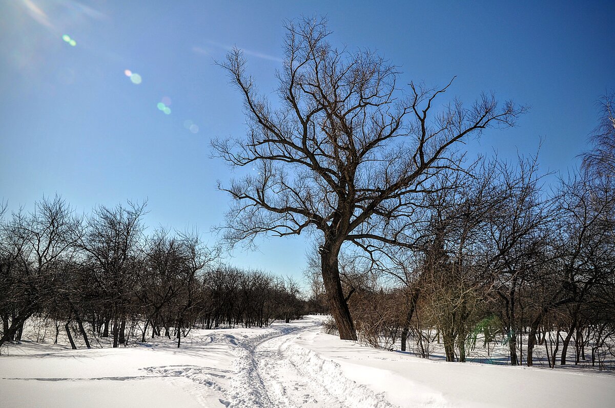 Вяз в Коломенском,,, - Анатолий Колосов