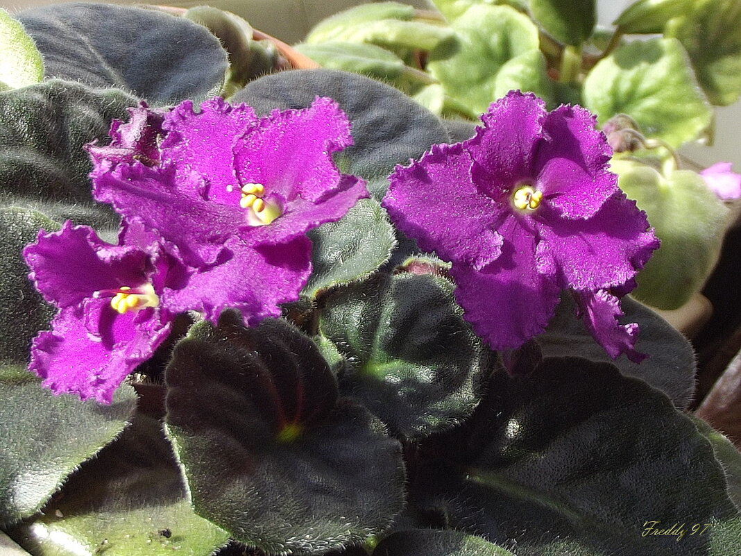 Фиалка - Freddy 97 Фиалка - Freddy 97