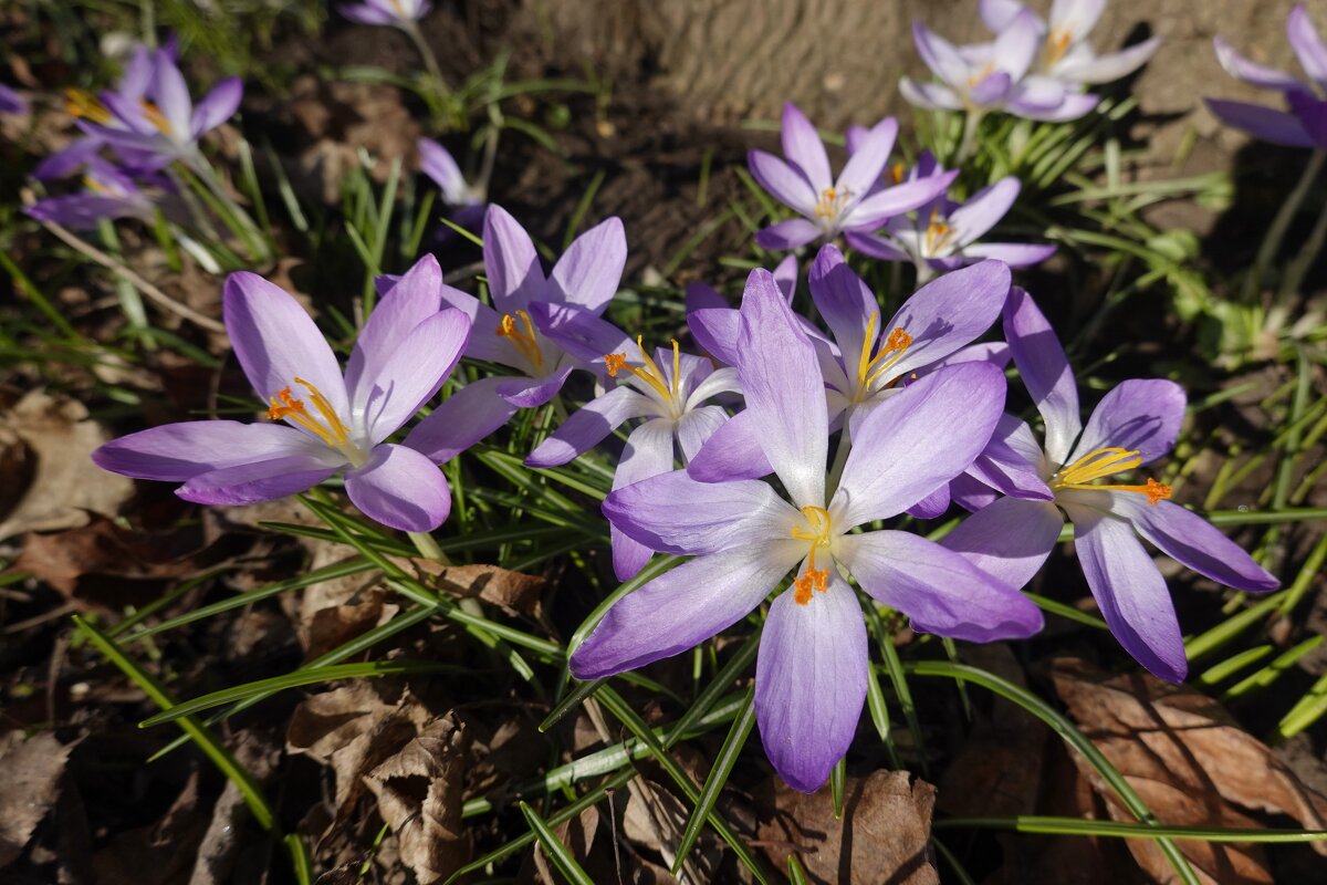 "Снова март, Расцветают подснежники...."... - Галина "Снова март, Расцветают подснежники...."... - Галина