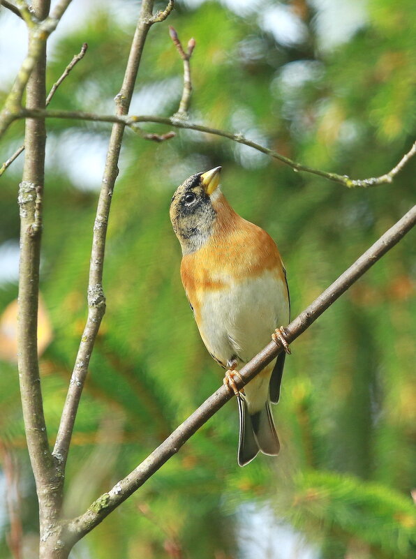 вьюрок - Andrey Bragin вьюрок - Andrey Bragin