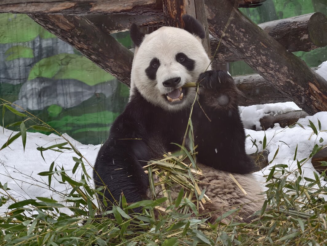 Панда Жуи - <<< Наташа >>>