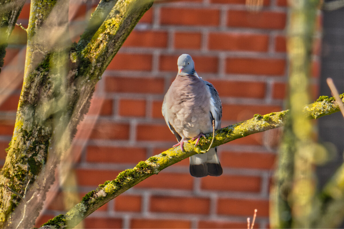 (°-°) - Jakob Dick (°-°) - Jakob Dick