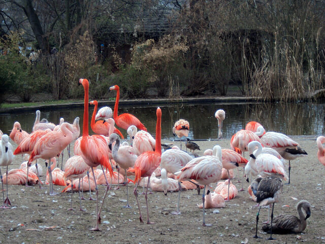 Пражский зоопарк - Tata Wolf