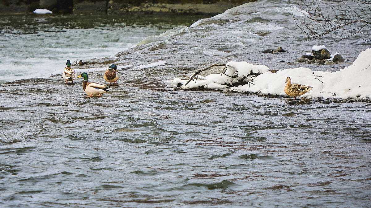 Первый день весны 2026 г - Олег Стасенко Первый день весны 2026 г - Олег Стасенко