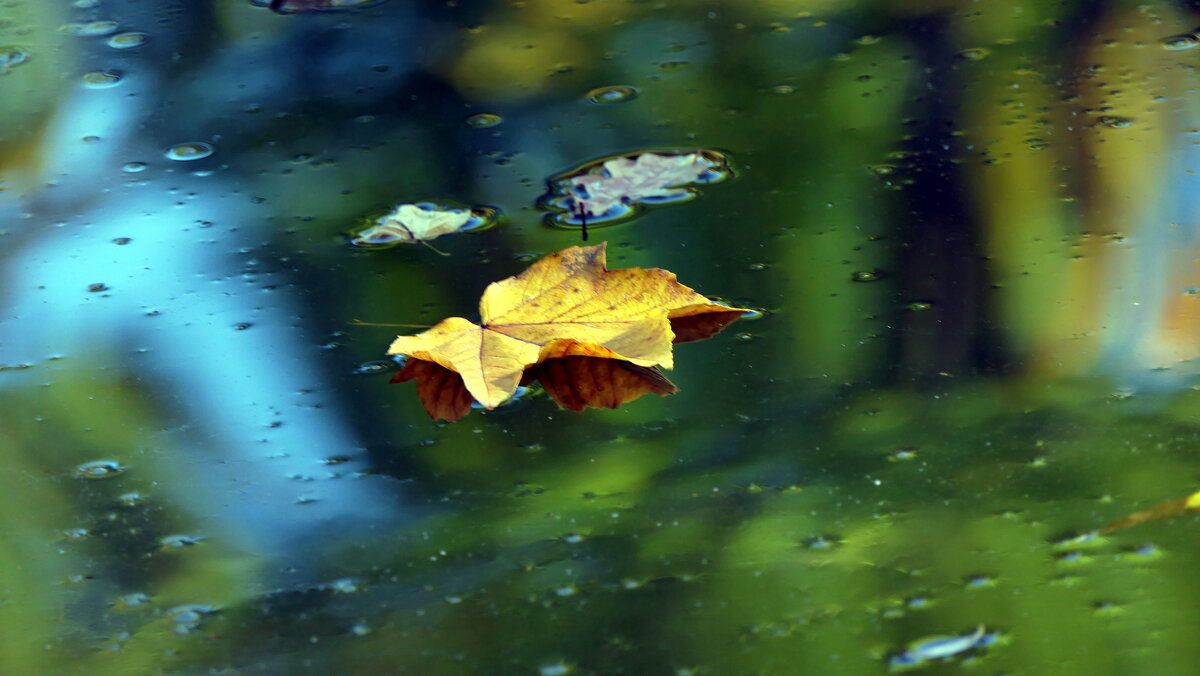 Мир Природы  - "The Natural World" Александер