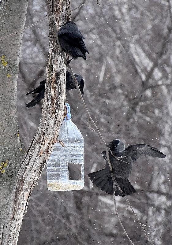 Синицам можно, а нам?! - Валентина  Нефёдова 
