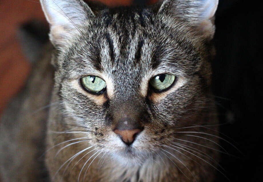 Глаза) - Дмитрий Балашов