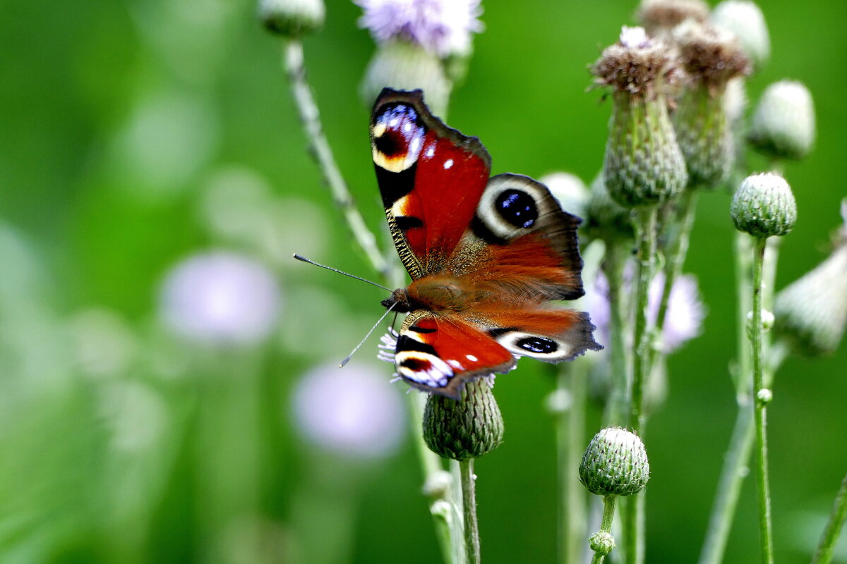 опять про бабочек...512 - Александр Прокудин опять про бабочек...512 - Александр Прокудин
