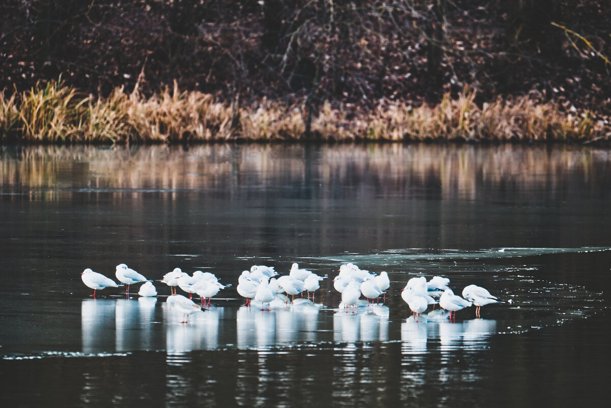 Чайки на льду, озеро Падер. - Jakob Dick Чайки на льду, озеро Падер. - Jakob Dick