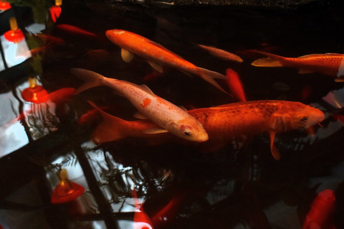 Зимовка рыб в оранжереи. - Татьяна Помогалова Зимовка рыб в оранжереи. - Татьяна Помогалова