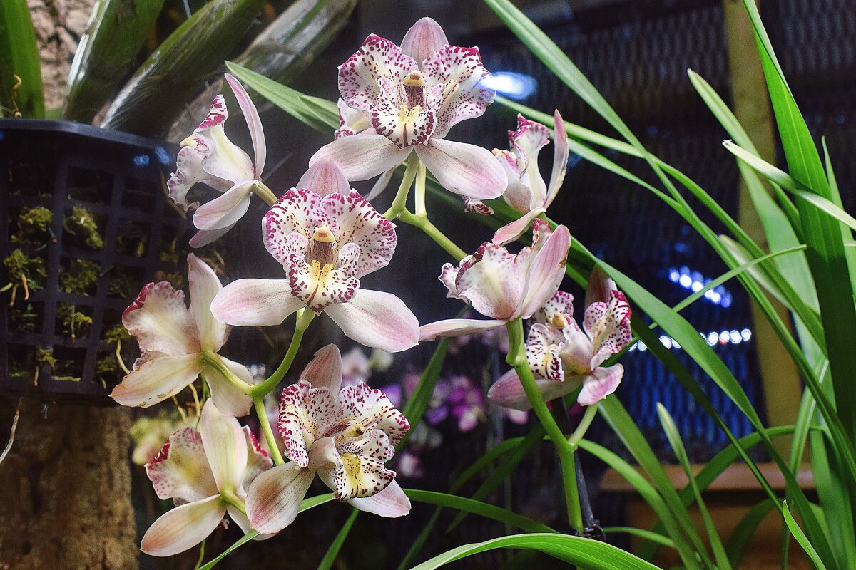 А вот и орхидея. - Татьяна Помогалова А вот и орхидея. - Татьяна Помогалова