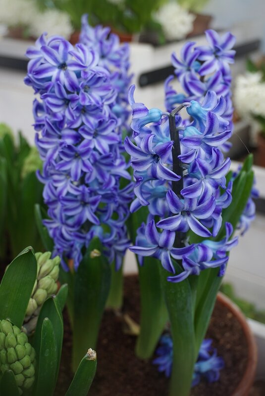 "Репетиция весны" - Ольга "Репетиция весны" - Ольга