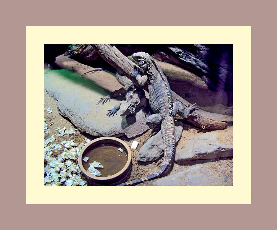 Пражский зоопарк - Tata Wolf