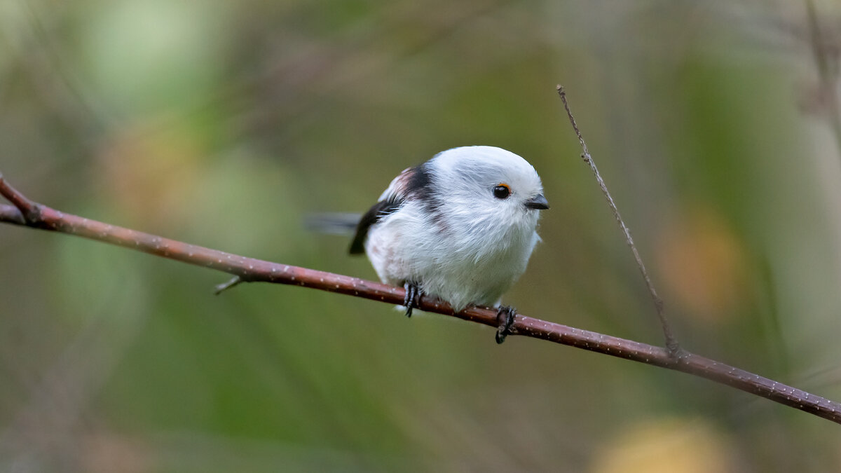 Ополовник - Владимир Лазарев Ополовник - Владимир Лазарев