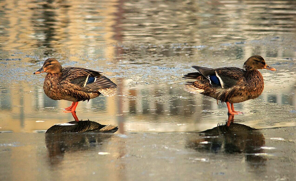 Поссорились - елена беликова