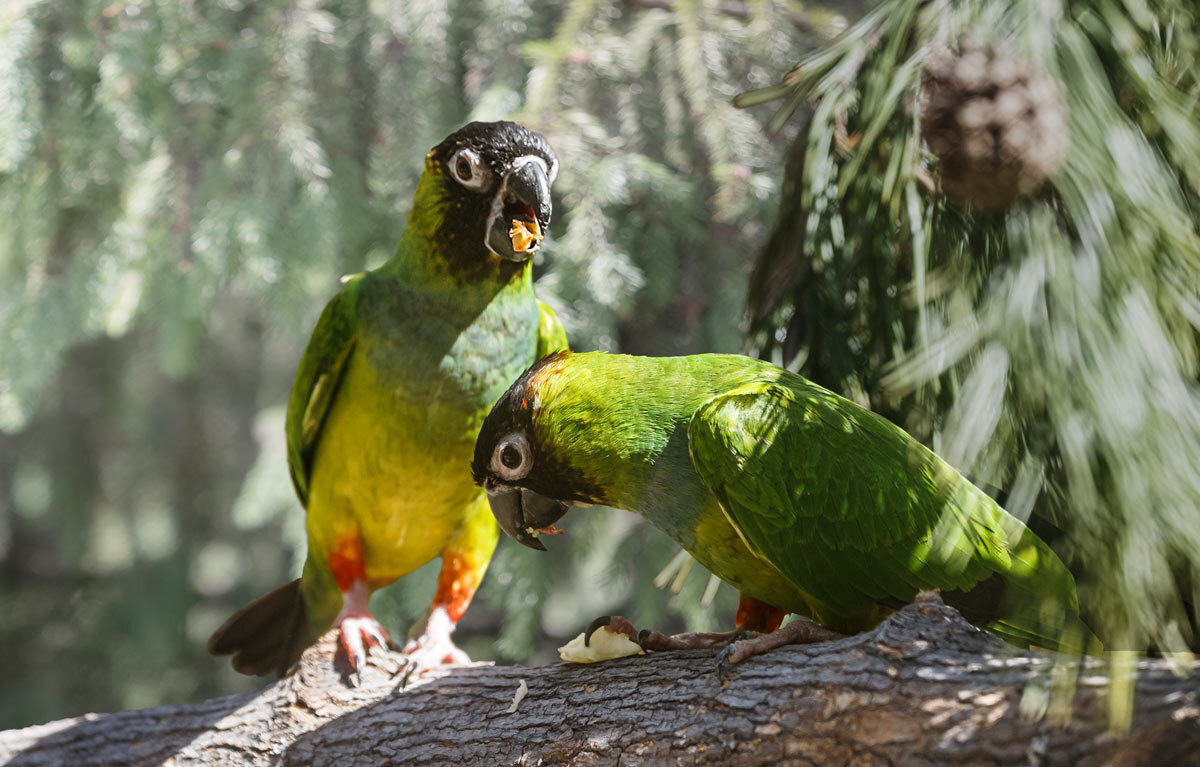 Аратинга - SanSan 