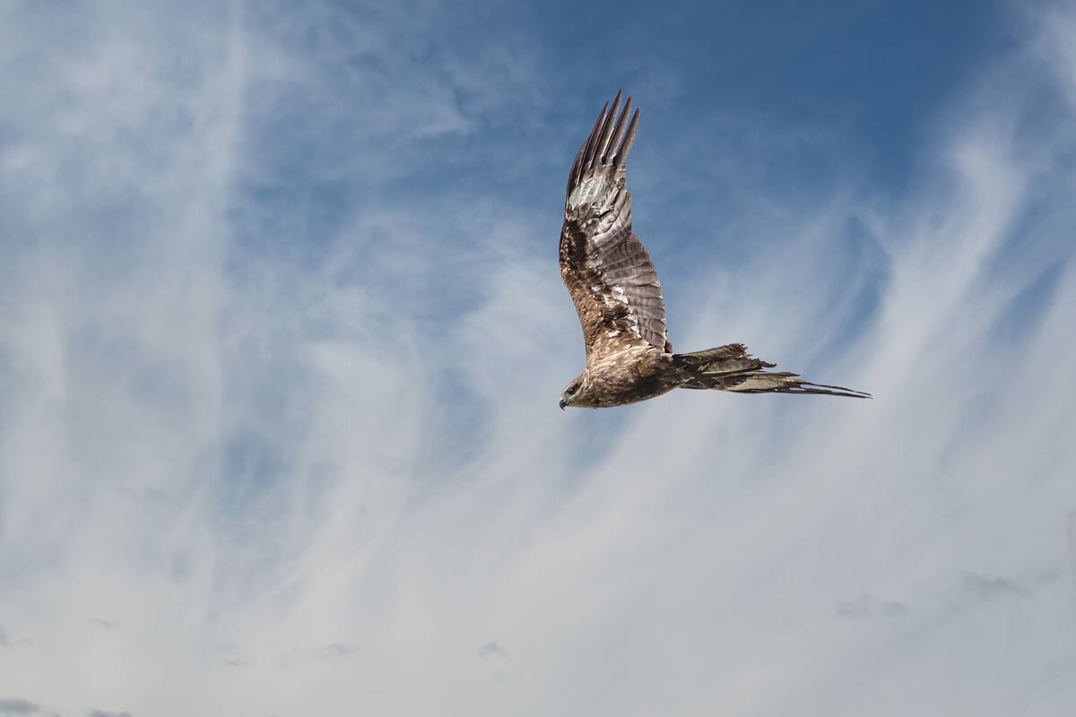 Ястреб - SanSan 