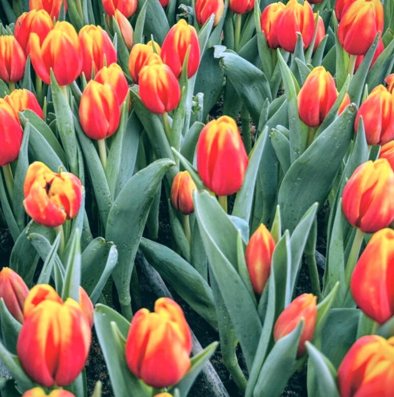 Красота тюльпанов - Георгиевич 