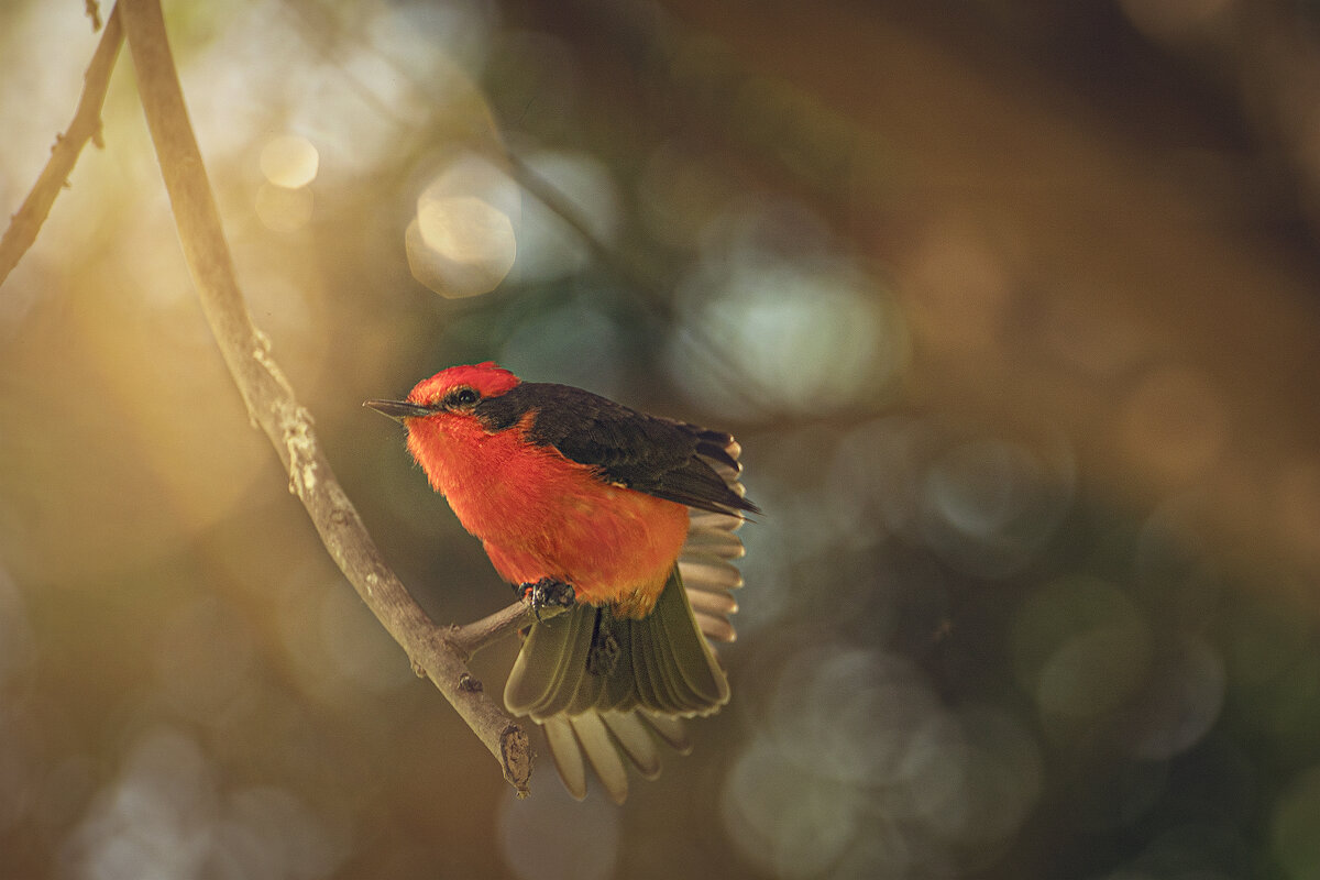 Огненный мухоед - Svetlana Galvez