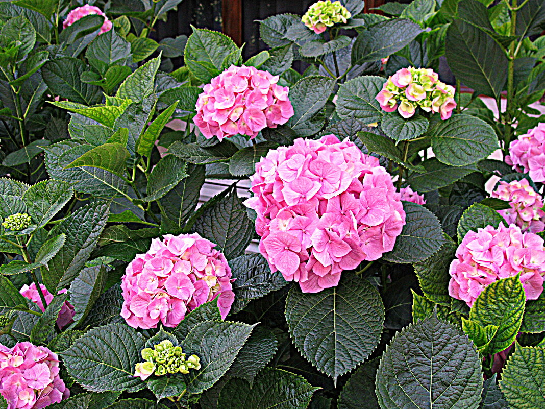 Цветы Барселоны - Владимир Драгунский Цветы Барселоны - Владимир Драгунский