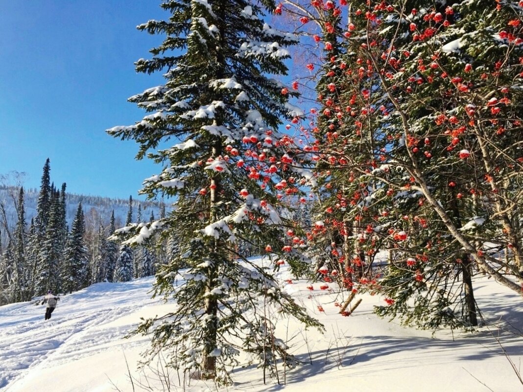 Природа Шерегеша - Галина Нестратова