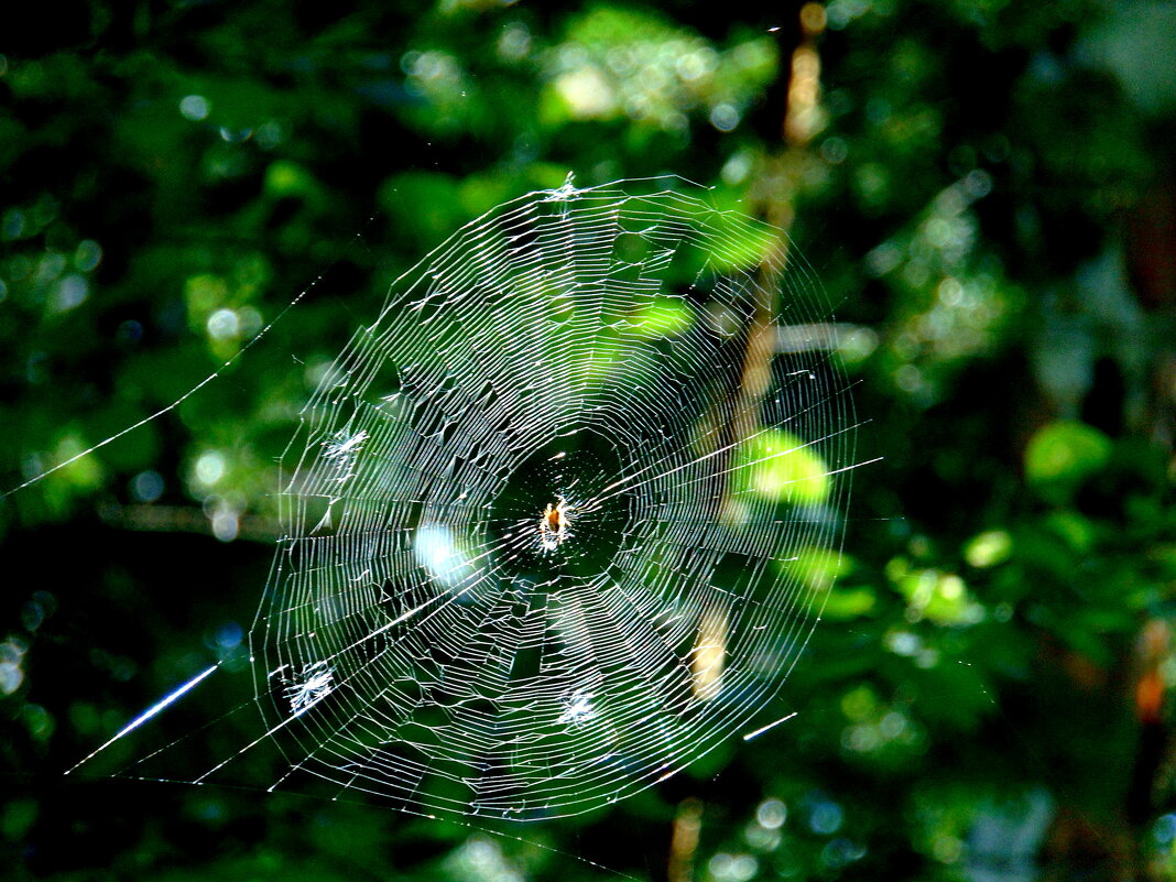 Просто паутинка. - nadyasilyuk Вознюк Просто паутинка. - nadyasilyuk Вознюк