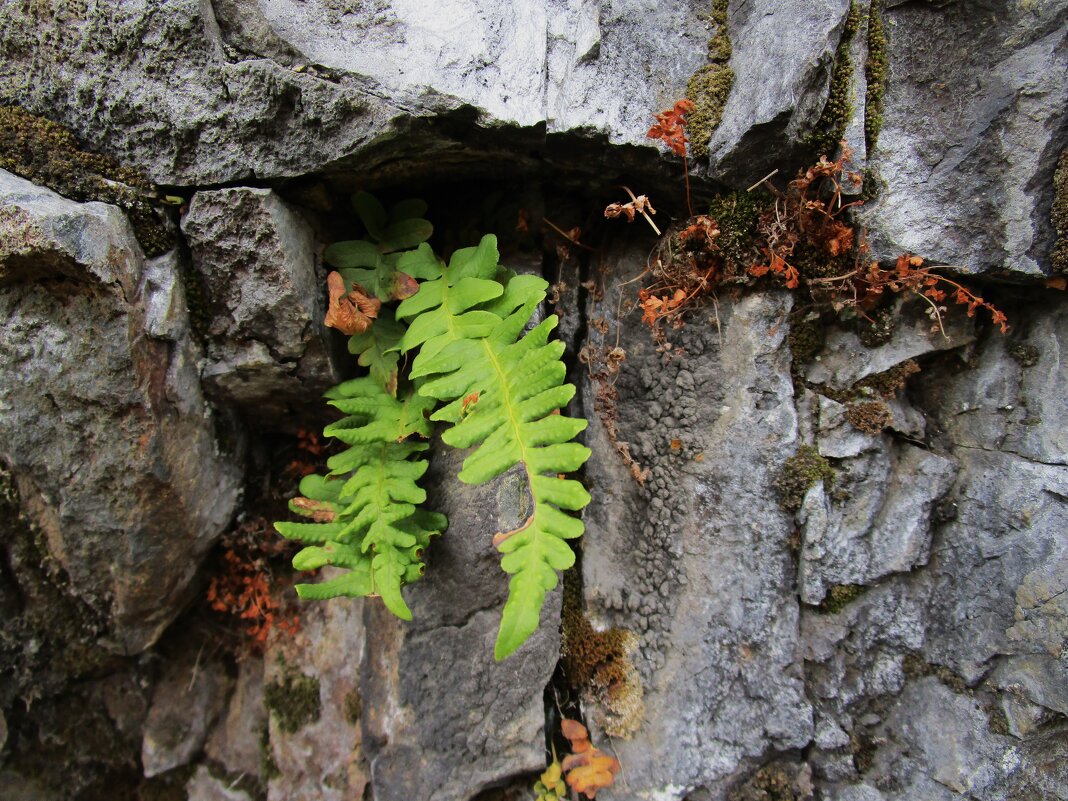 Урал - Елена Шаламова