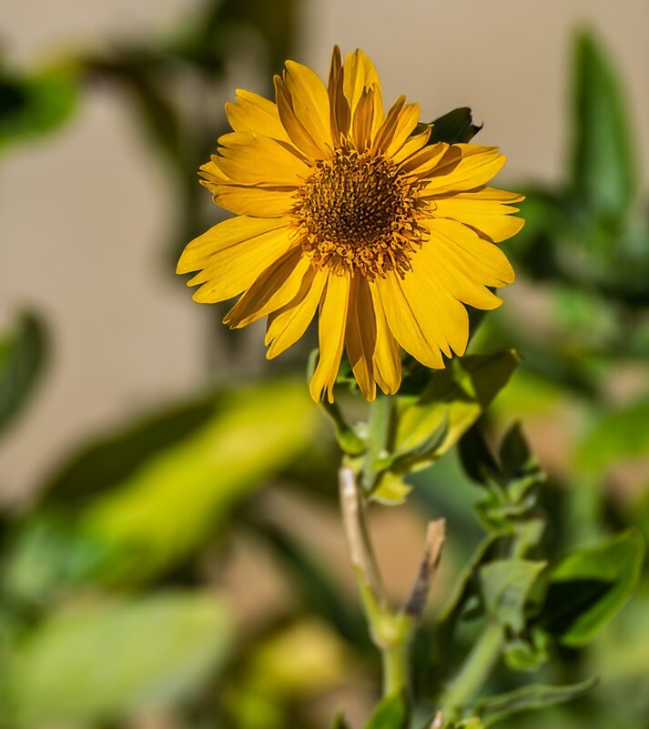 Гелиопсис - Игорь Сикорский
