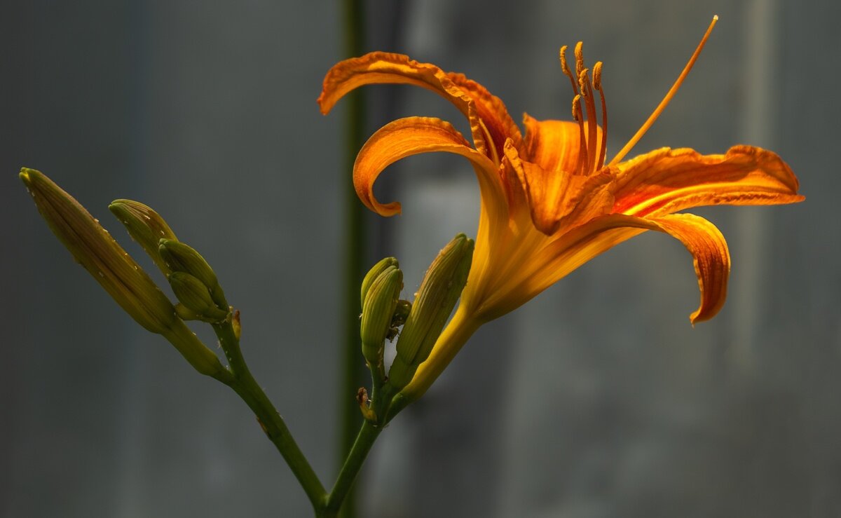 Лилейник - Игорь Сикорский